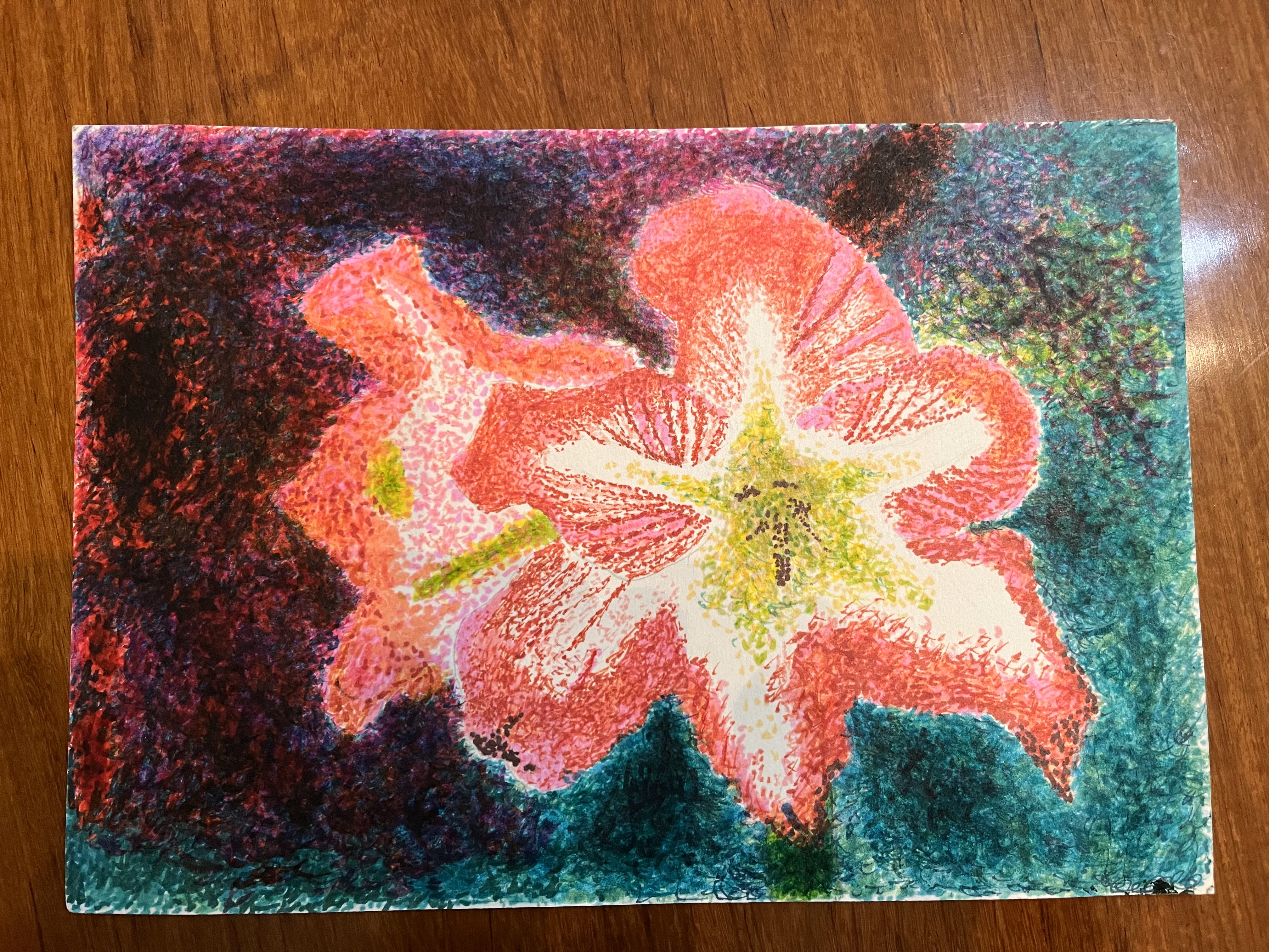 Red and white amaryllis flowers